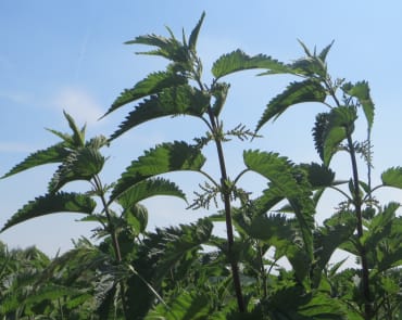 Stinging Nettle