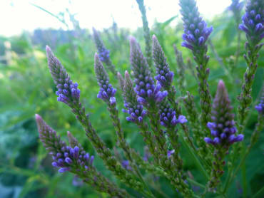 Blue Vervain