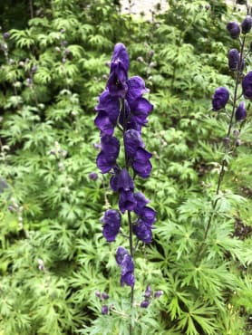 English Monkshood