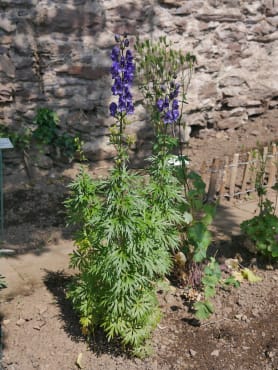 English Monkshood