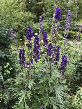 English Monkshood