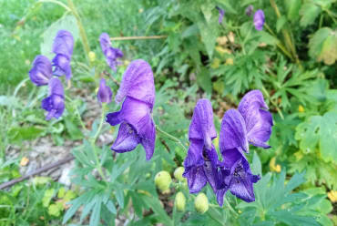 English Monkshood