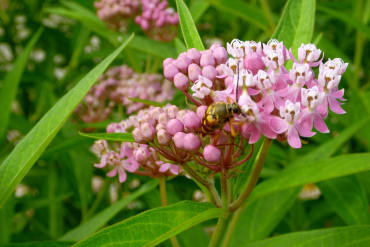 Swamp Red Milkweed