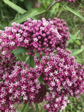 Swamp Red Milkweed