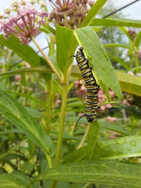 Swamp Red Milkweed