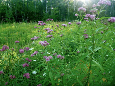 Swamp Red Milkweed