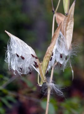 Swamp Red Milkweed