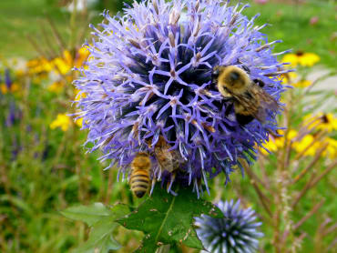 ‘Blue Glow’ Blue Globe Thistle