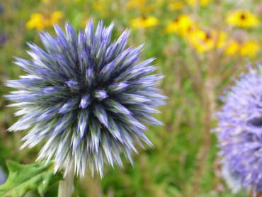 ‘Blue Glow’ Blue Globe Thistle