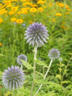 ‘Blue Glow’ Blue Globe Thistle