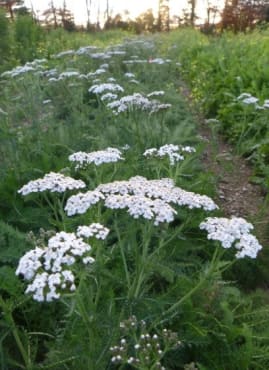 Yarrow