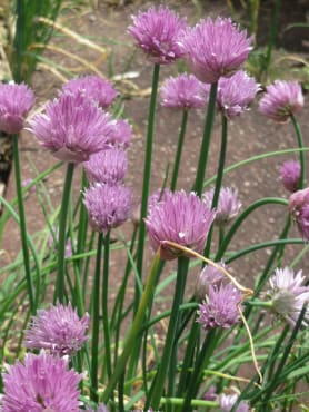 Chives