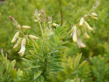 Chinese Milk Vetch