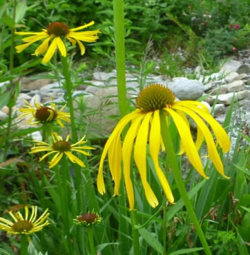 Yellow Coneflower