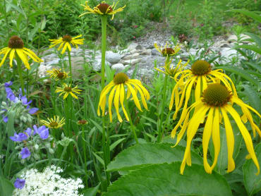 Yellow Coneflower