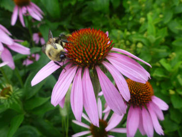 Purple Coneflower