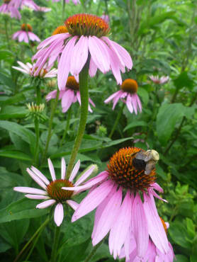 Purple Coneflower