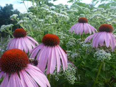 Purple Coneflower