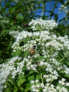 Boneset