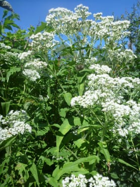 Boneset