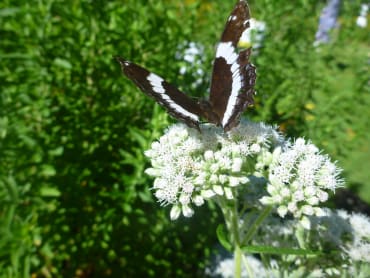 Boneset