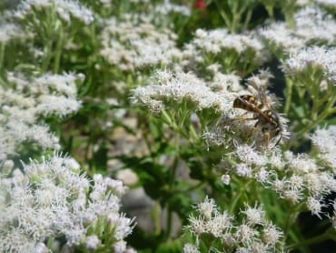 Boneset