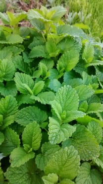 Lemon Balm