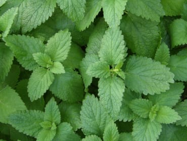 Lemon Balm