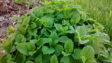 Lemon Balm