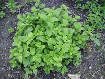 Lemon Balm