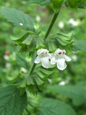 Lemon Balm