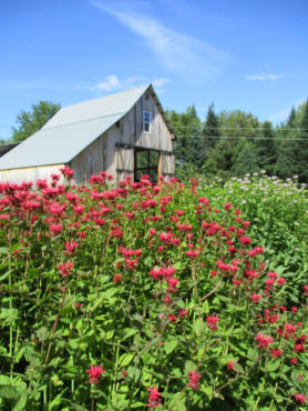 ‘Panorama Reds’