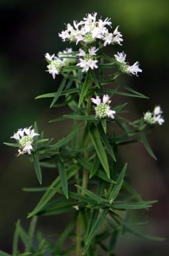 Mountain Mint