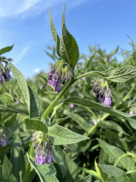 Comfrey