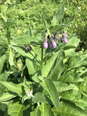 Comfrey