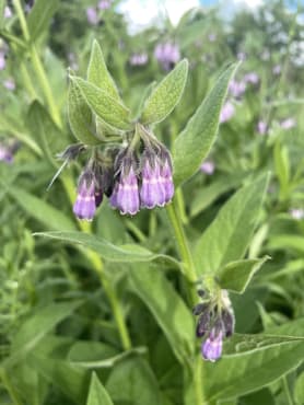 Comfrey