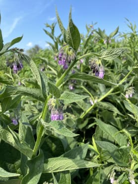 Comfrey