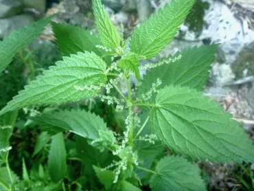 Stinging Nettle