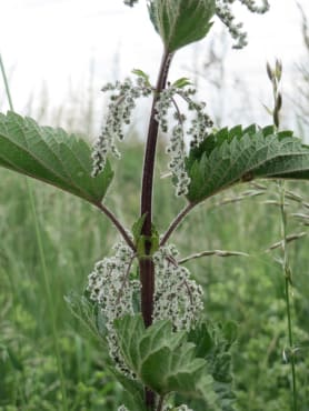 Stinging Nettle