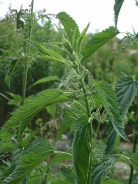 Stinging Nettle