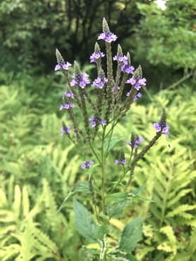 Blue Vervain