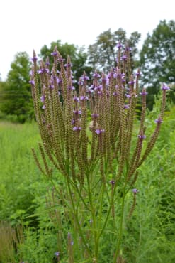 Blue Vervain