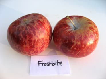 Frostbite