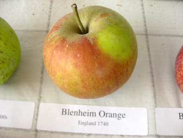 Blenheim Orange