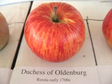 Duchess of Oldenburg