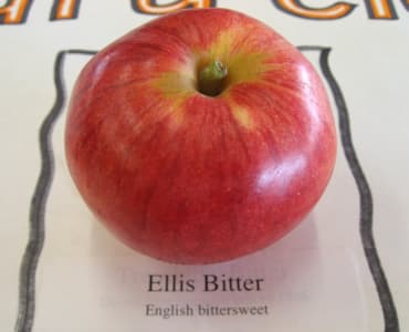 Ellis Bitter