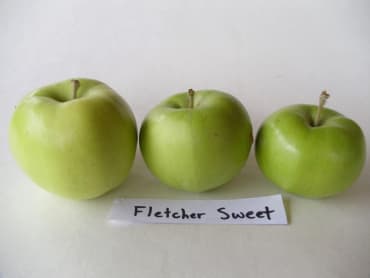 Fletcher Sweet