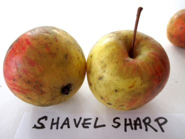 Shavel Sharp