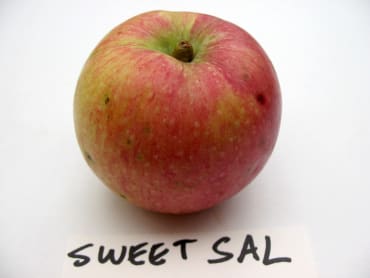 Sweet Sal