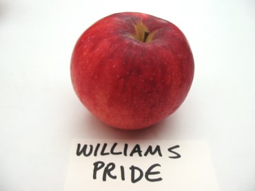 Williams Pride